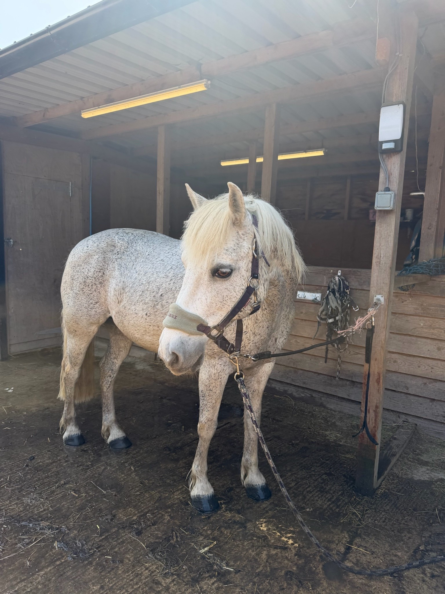 Best electrolytes for your horses!! 💦🐴