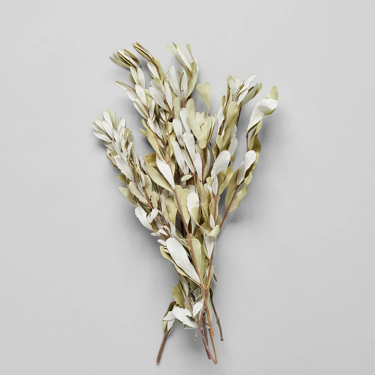 Dried Banksia Foliage | Bloomist, Inc