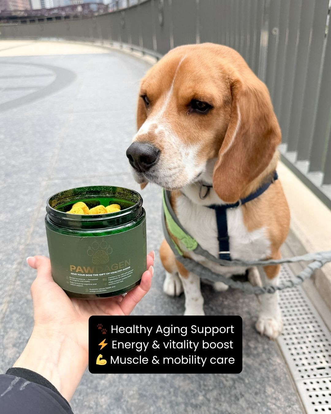 Make your pup’s golden years feel their best 🐶✨ with this dog longevity supplement! Formulated to support overall wellness, it helps promote energy, mobility, digestion, and immune health so your furry friend can stay active, happy, and thriving for longer 💖🐾. Perfect for daily care routines when you want to give them extra love from the inside out 👀✨. Trust me, this is one wellness upgrade every pet parent feels good about 💕

#dogsupplement #doghealth #petwellness #doglife #furbaby #petparents #doglovers #longevity #healthyhappydog #petcare #dognutrition #dailycare #healthypets #dogproducts #wellnessforpets #activepup #petlove #ltkpets #ltkfinds #musthave #doginspo #petlifestyle #dogmom #dogdad 

 