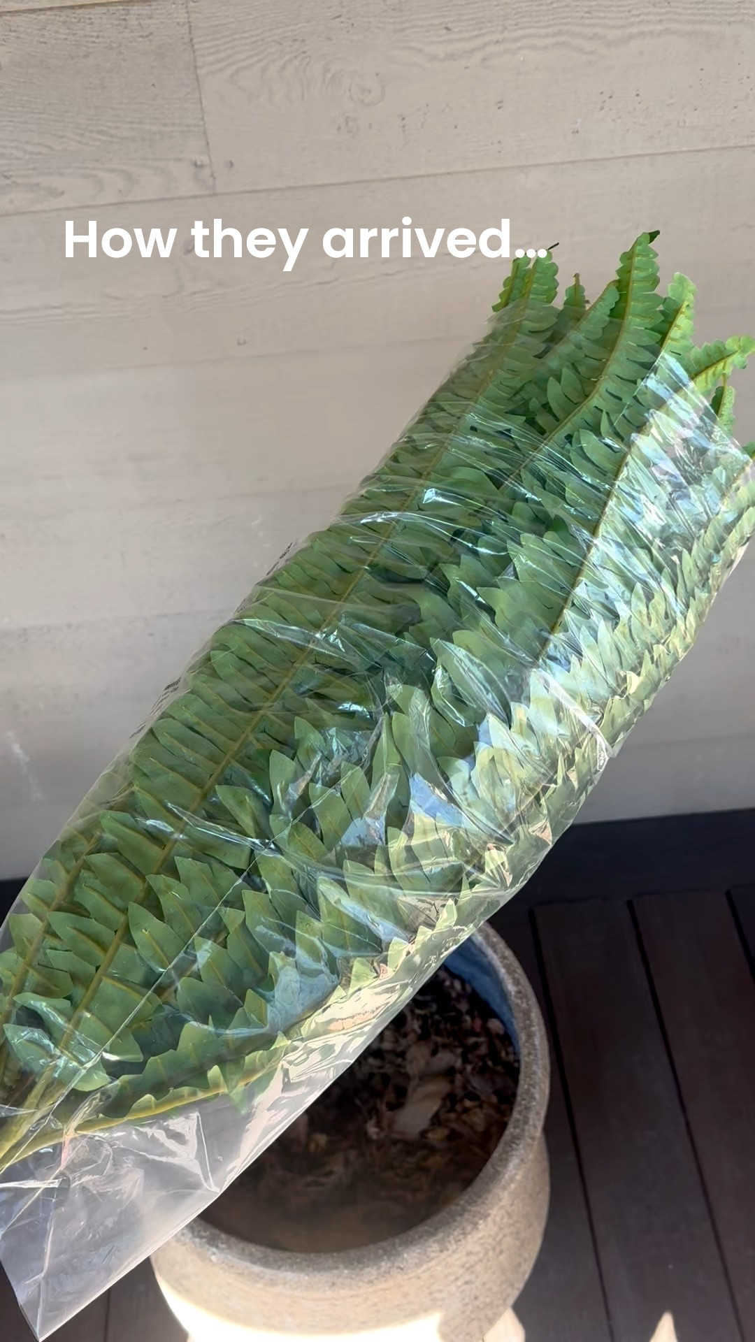 I couldn’t be happier with these artificial ferns I purchased from @amazon they are 10/10 I love the fact that I won’t have to water them!!! 
Spring is right around the corner💐

#LTKSeasonal