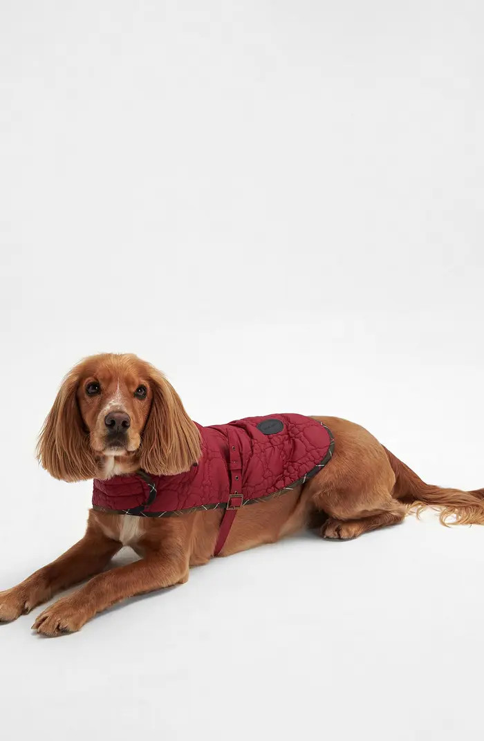 Barbour Bone Quilted Dog Jacket | Nordstrom | Nordstrom