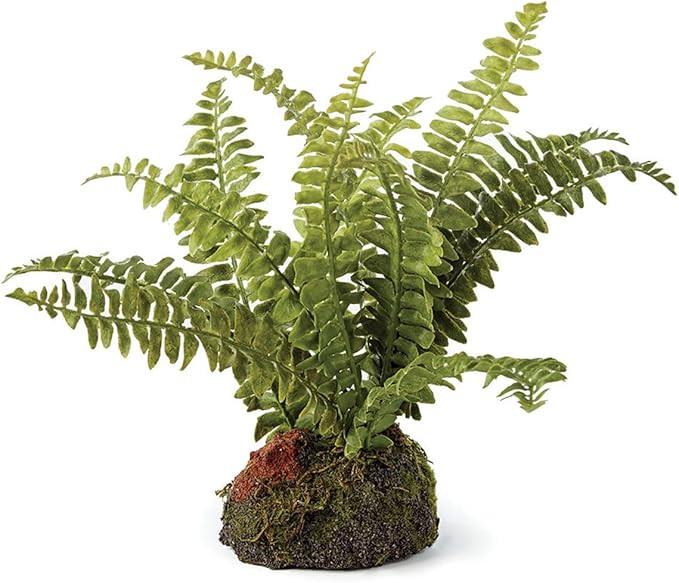 NAPA Home & Garden Boston Fern 7" Drop-in | Amazon (US)