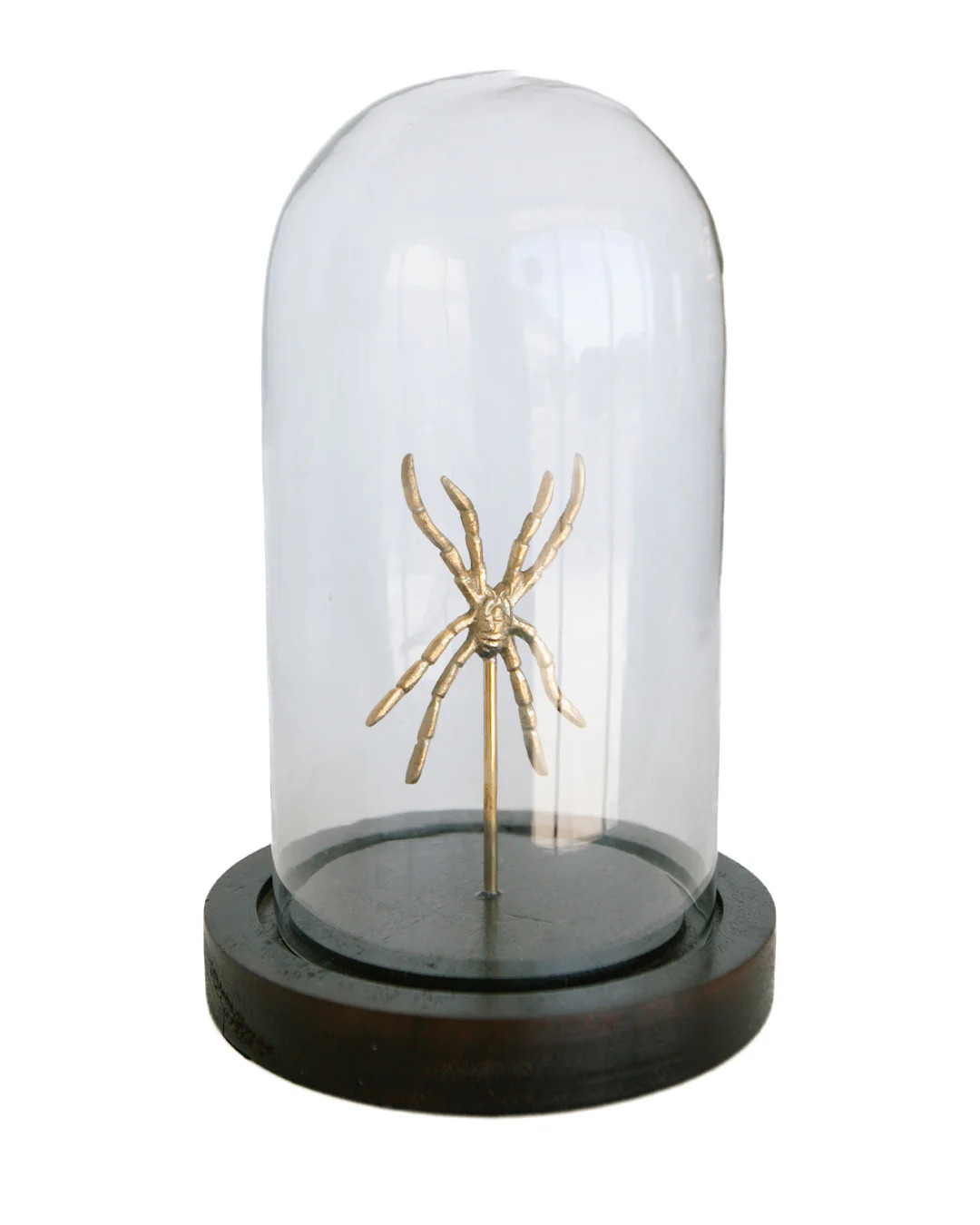 Arachnid Cloche | Elements by Remedy