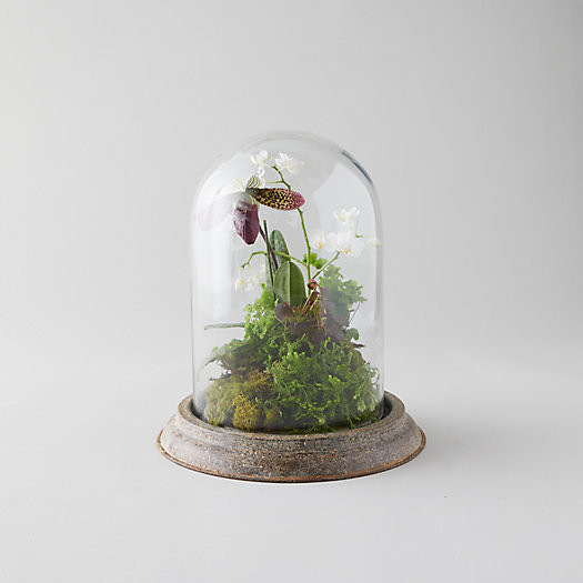 Distressed Iron + Glass Cloche | Terrain