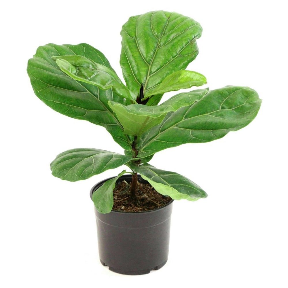 10"" Fiddle Leaf Fig Plant - National Plant Network | Target