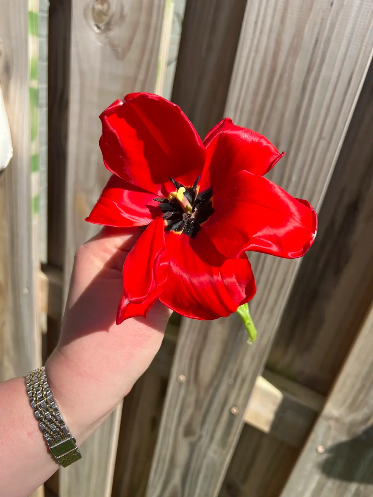 First Tulip flower 😍🤍🌷

#LTKhome #LTKSeasonal #LTKstyletip