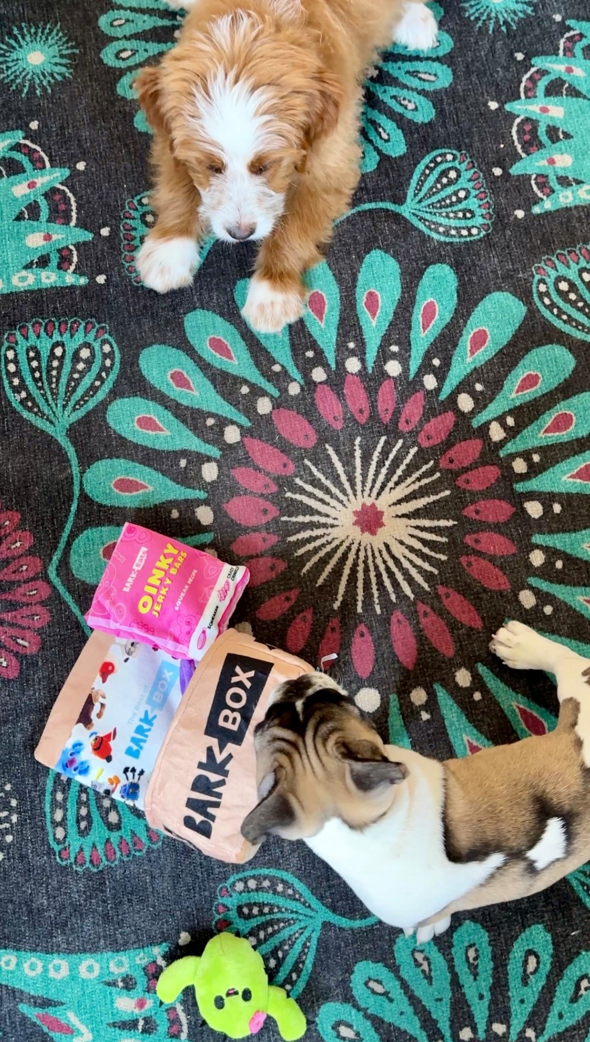 BARK is officially declaring dogs as co-owners! Give the gift of a personalized box and more. 
#ad #BarkPartner #BarkCoOwned #ShopDog 
@barkbox

#LTKPets