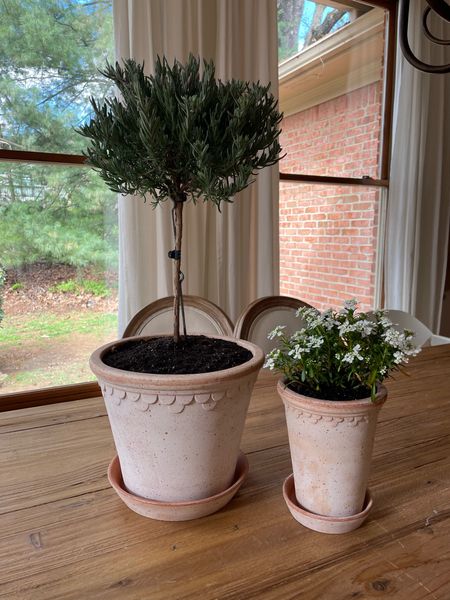 Jasmine & Olivia terracotta planters from @purplerosehome