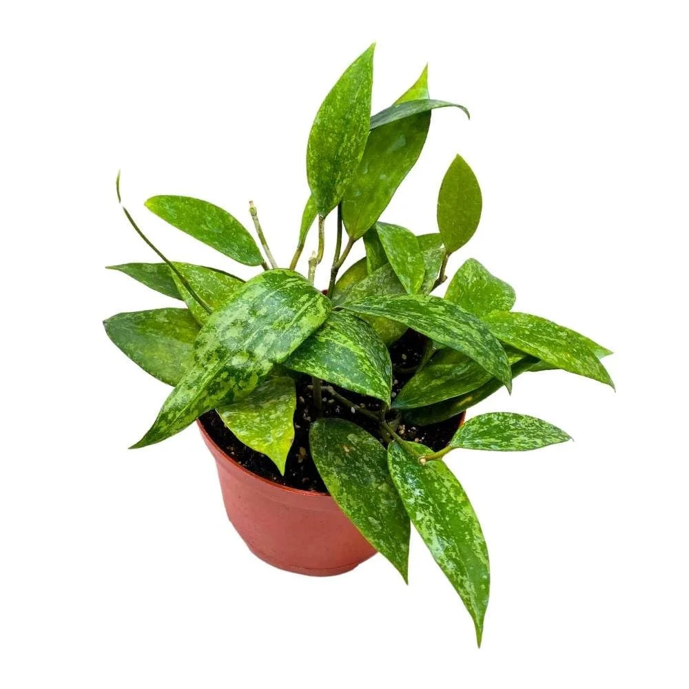 Hoya Rangsan, 6 inch Latifolia, Pink Flower Vining Wax Plant | Walmart (US)