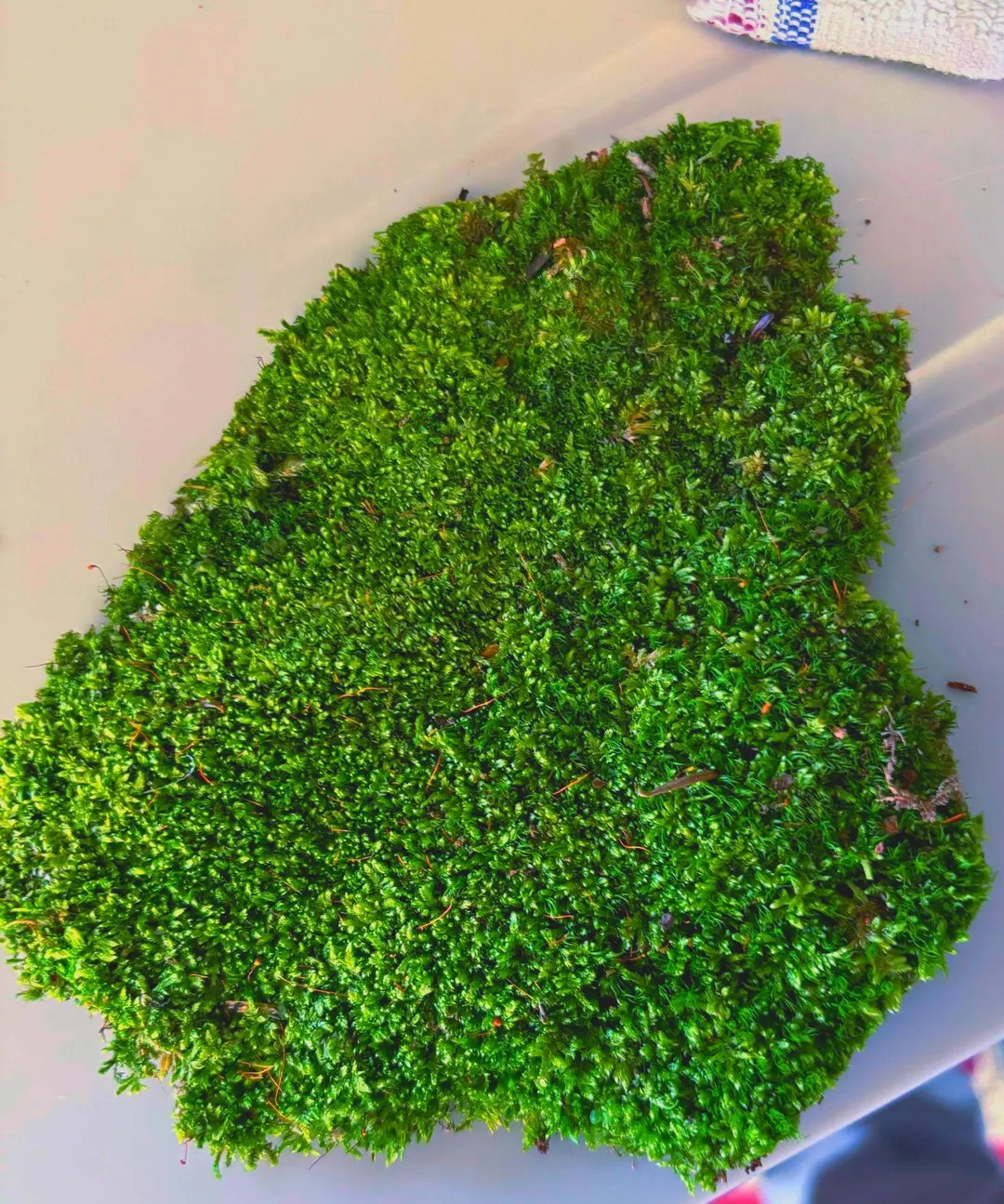 Live Hypnum Sheet Moss – Fresh Green, Available in 3 Sizes – Free Shipping - Etsy | Etsy (US)