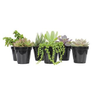 ALTMAN PLANTS 9 cm Assorted Succulent Plant Collection (6-Pack) 0883220 - The Home Depot | The Home Depot