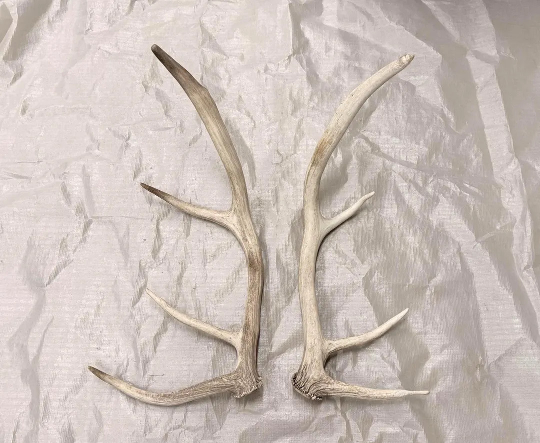 2 Natural Elk Antlers, Rustic Cabin Decor (up to 25") Craft Supplies Gift - Etsy | Etsy (US)