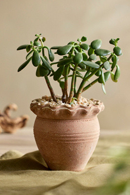 Pie Crust Terracotta Jar Planter | Terrain