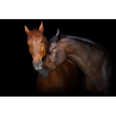 " Pony Pals On Black " | Wayfair North America