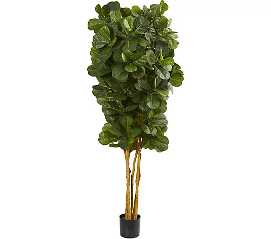 7' Fiddle Leaf Fig Tree in Black Planter by Nearly Natural - QVC.com | QVC