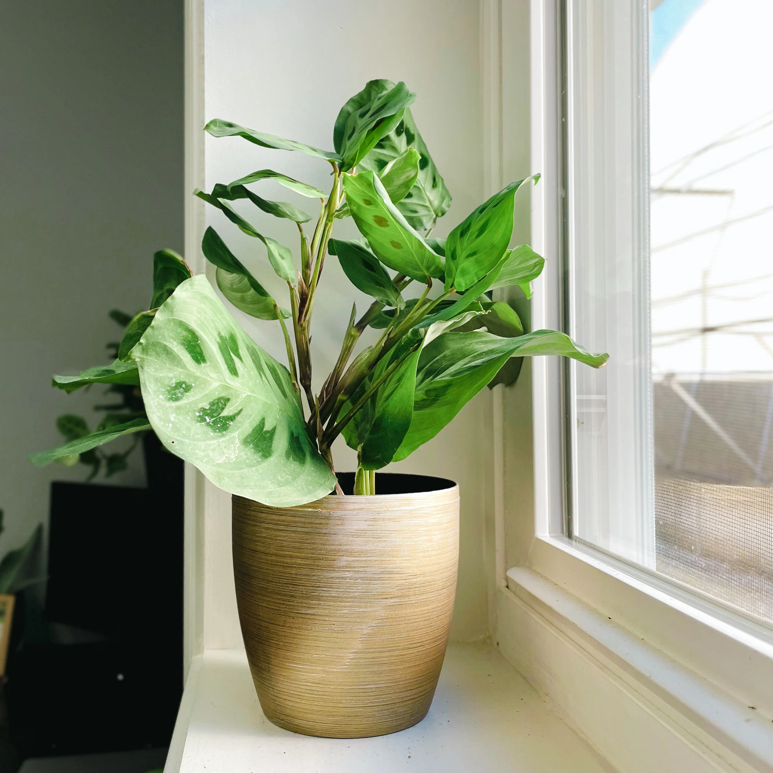 Thorsen's Greenhouse Live Green Prayer Plant in Classic Pot & Reviews | Wayfair | Wayfair North America