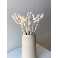 Rabbit Tails 30 Pcs White - Natural Dried Boho Wedding Decor Pampas Grass Bridal Bouquet Bohemian Pl | Etsy (US)