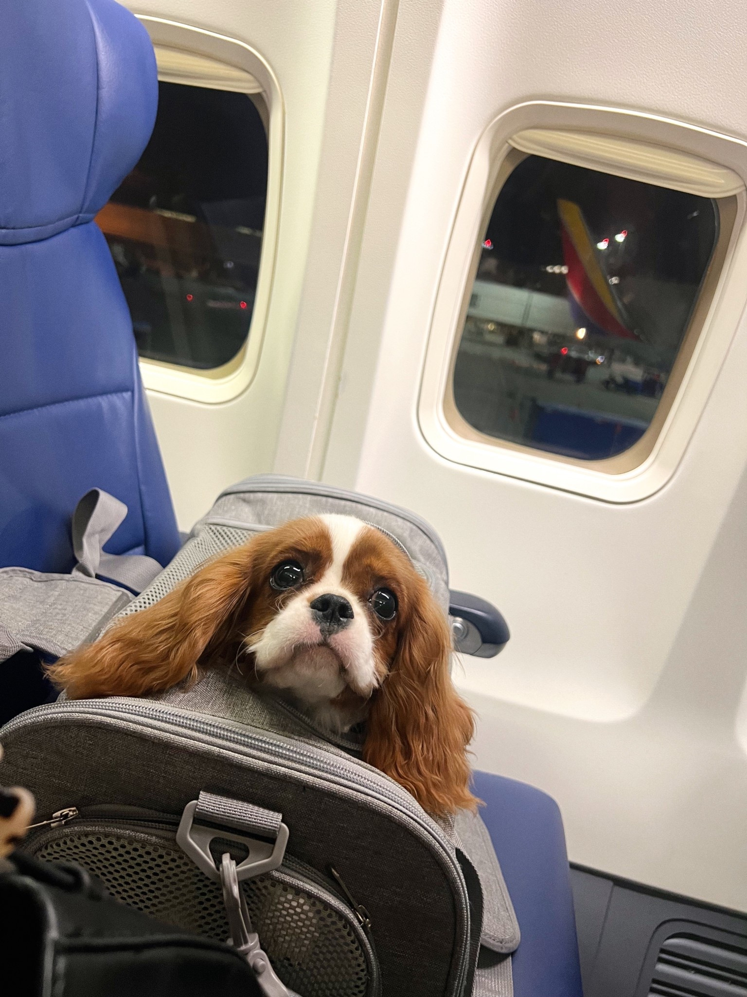 pet carrier for the plane, dog carrier 

#LTKPets #LTKSeasonal