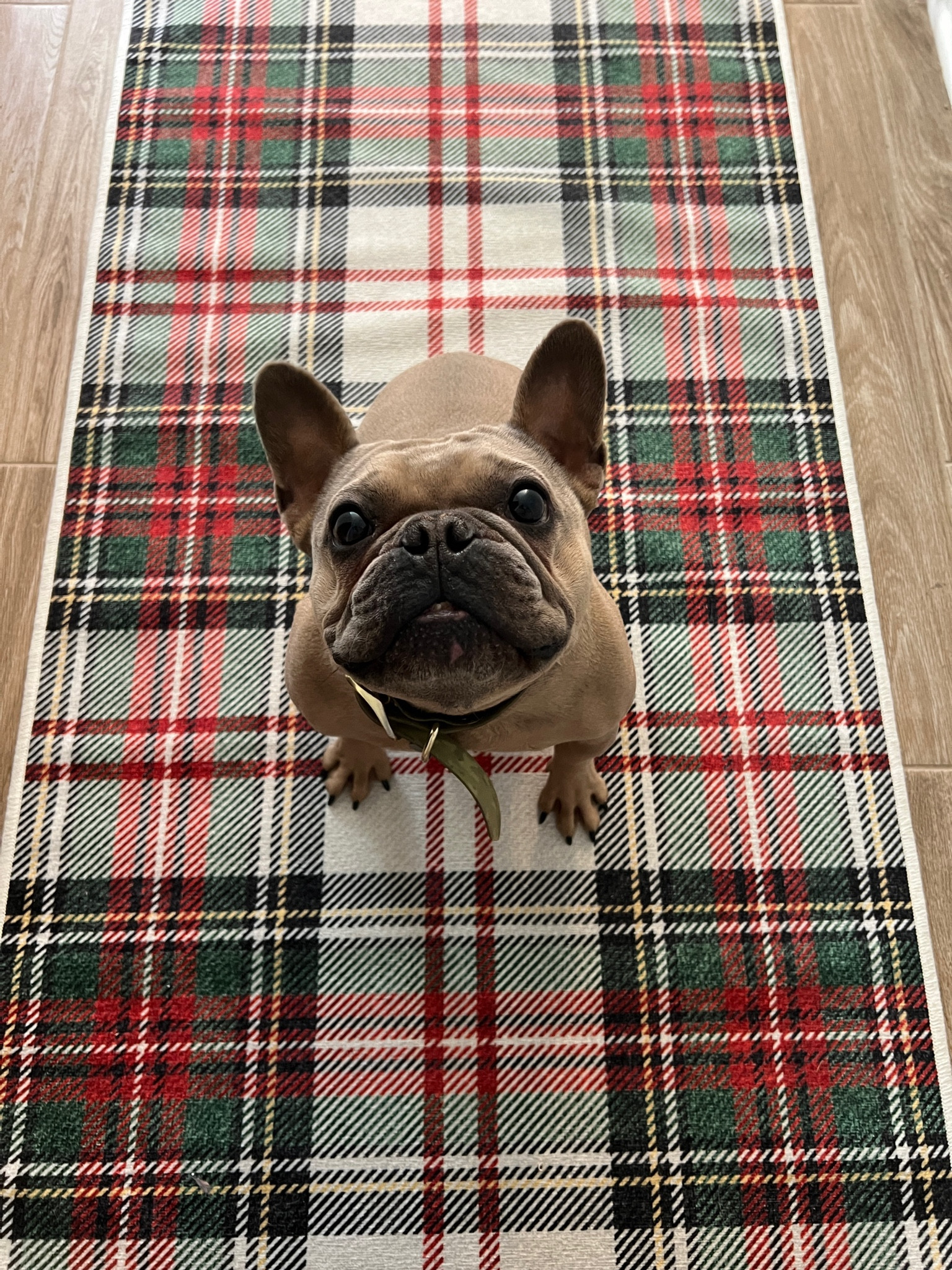 Traditional Christmas decor with this tartan plaid runner from @ruggable. 

#LTKGiftGuide #LTKSeasonal #LTKHoliday