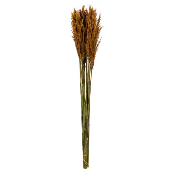 Vickerman all Natural Plume Reed Bundle, Preserved | Target