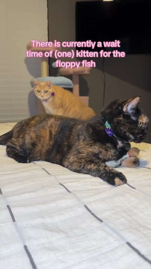 Fleas Witherspoon approved kitten toy 

 #LTKSpringSale #LTKdayinmylife #LTKmorningroutine