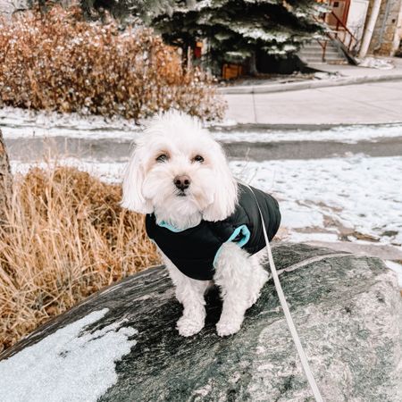 We are on a trip to Colorado this week and this Florida dog is loving his puffer vest! It is keeping him warm and we love it because it has a clip to hook his leash to. It also has a soft fleece lining. 

Dog clothing 
Dog puffer vest
Dog winter clothes 

#LTKSeasonal #LTKCyberWeek #LTKfindsunder50