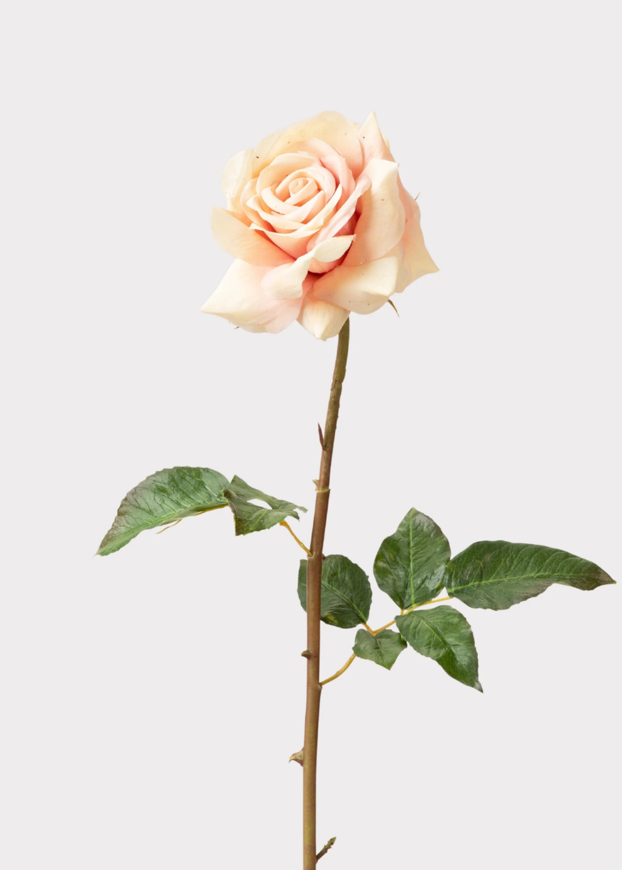 Real Touch Artificial Duchess Rose in Peach Dust- 20 | Afloral