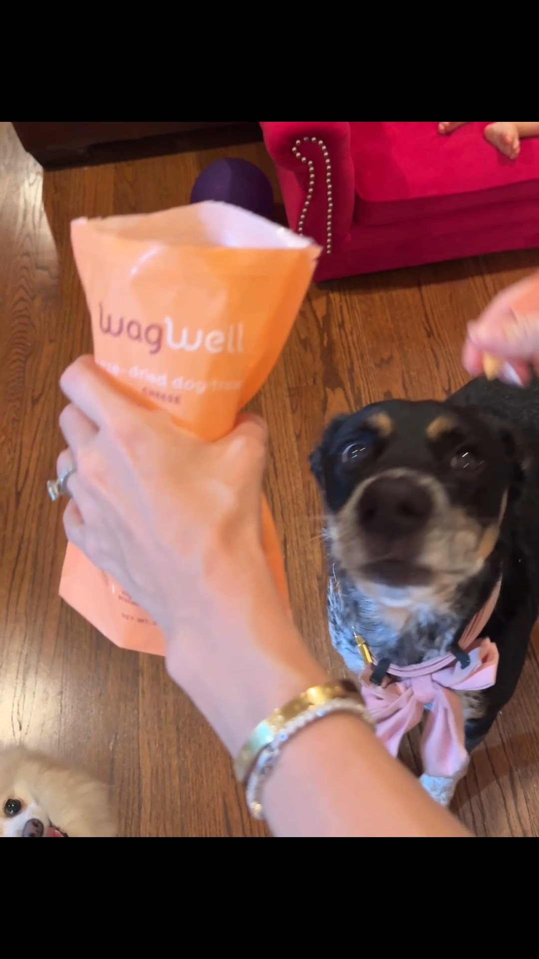 Behind the scenes 😂🤣. Shop Summer’s favorite, linked below!  😄🧀💫

@WagWell Pet WagWell, WagWell treats, dog treats, freeze dried dog treats, cheese dog treats, healthy dog treats, dog snacks, pet favorites, dog mom, dog mom finds, pet essentials, dog essentials, pet products, dog lifestyle, dogs of Instagram, cattle dog, cattle dog life, blue heeler, pet finds, LTK pets

#LTKPets #WagWell #DogTreats #FreezeDriedTreats #PetFavorites #DogMom #DogMomFinds #PetEssentials #PetProducts #DogLifestyle #DogsOfInstagram #CattleDog #BlueHeeler #PetFinds #Gifted #Ad

#LTKdayinmylife #LTKfoodie #LTKHome