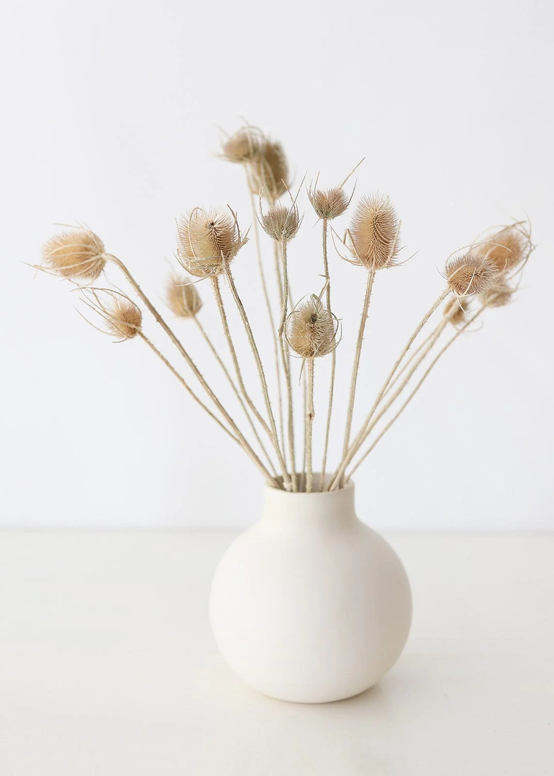 Bundle of 10 Dried Chardon Thistles - 18-24" | Afloral