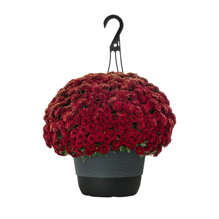 Expert Gardener | Walmart (US)