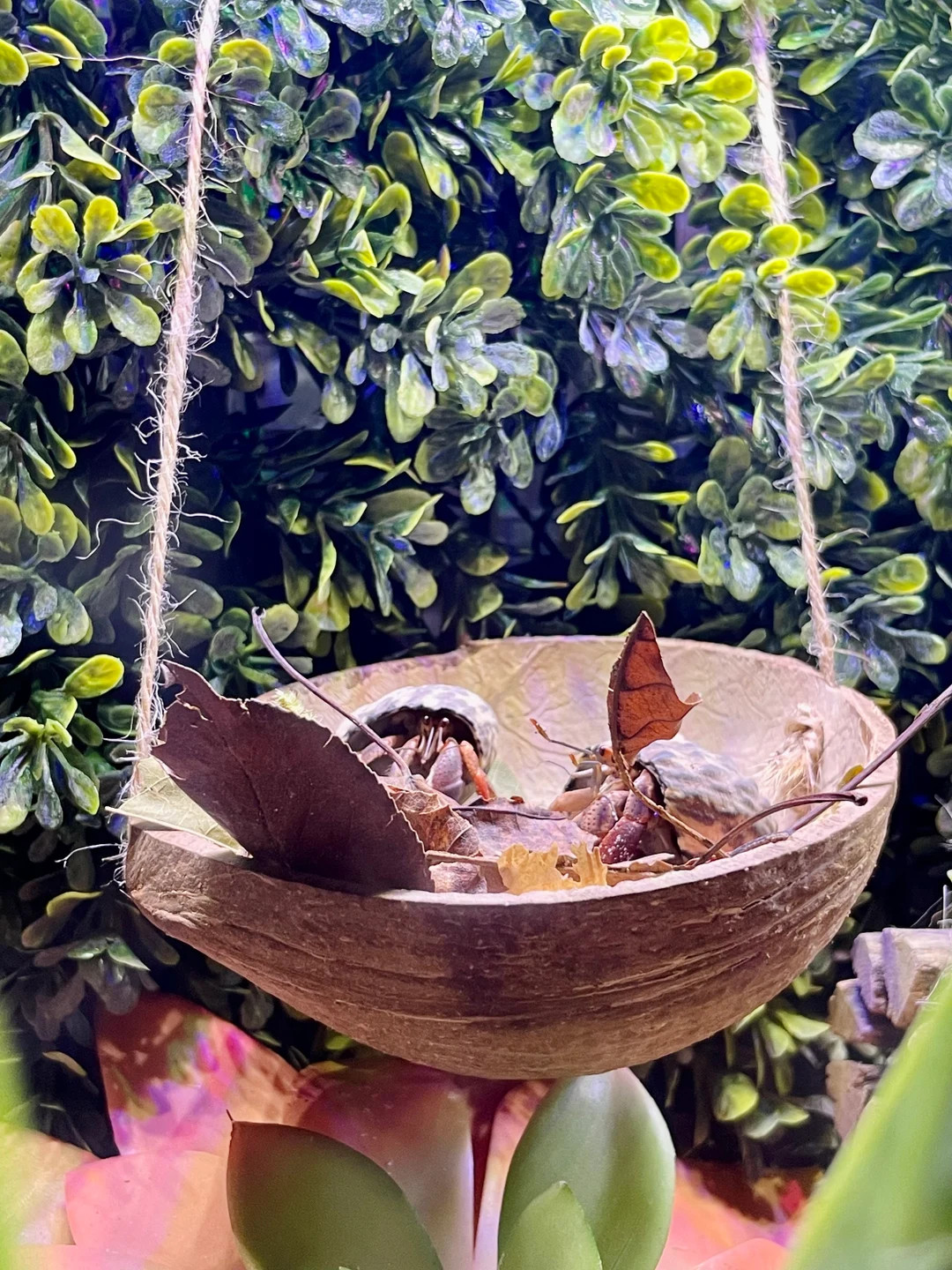 Crabby Coconut | Hermit Crab Tank Decor - Etsy | Etsy (US)