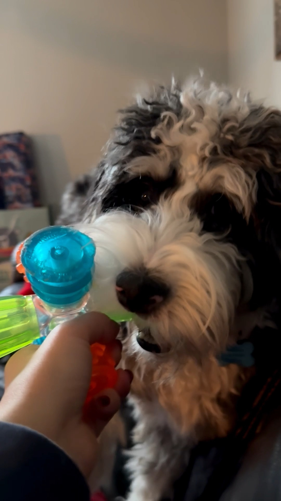 The best dog toy I’ve found so far! Moose is a big chewer and destroys every toy within a day. This is the only toy that’s lasted months! Great for fetch, it squeaks and bounces in different directions so it makes it super fun! This is his favorite thing to do ♥️

#LTKActive #LTKGiftGuide #LTKSaleAlert