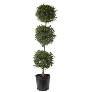 Costa Farms 10 in. Eugenia Topiary 3 Ball Shrub-ET10 - The Home Depot | The Home Depot