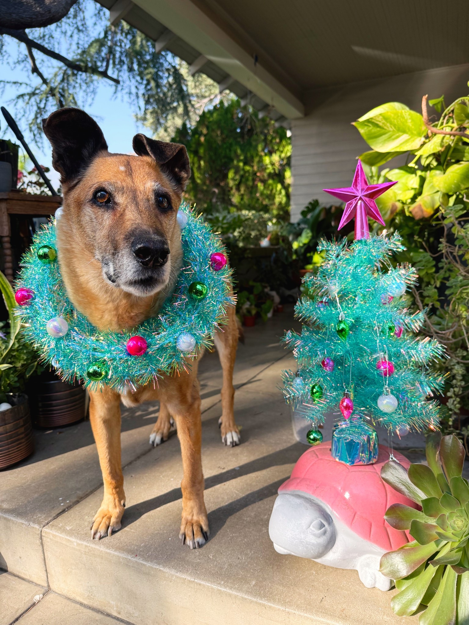 A quick way to deck the halls (& my pup!) is with these obnoxiously festive blue tinsel decorations from Ashland/Michael’s. And they’re on sale too since we’re already halfway through the holiday season. The tree comes with the ornaments & star! 

#LTKGiftGuide #LTKHome #LTKHoliday