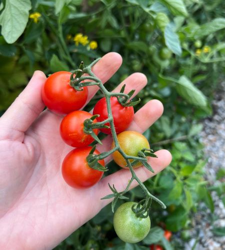 Last of the tomato harvest #garden #tomatoes 