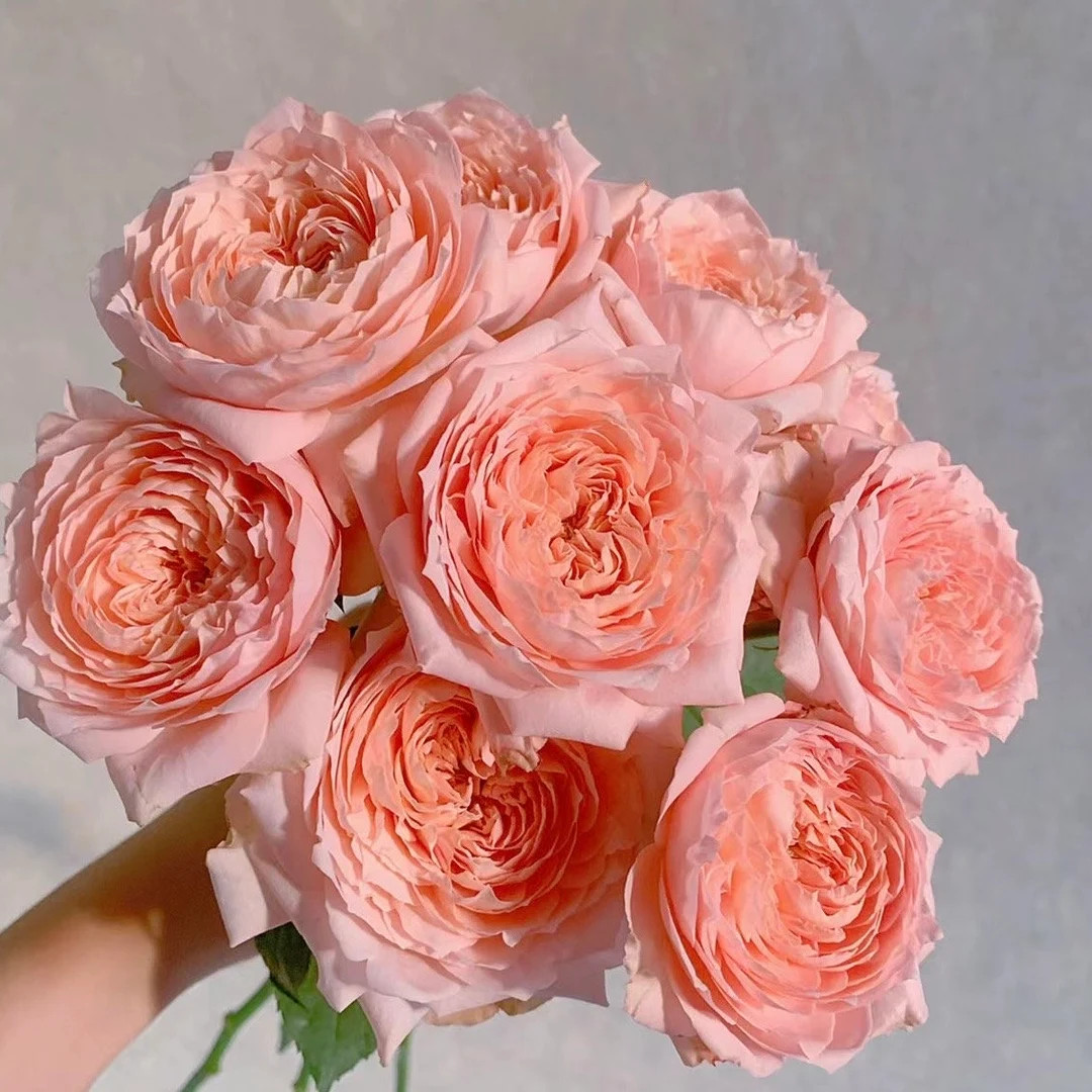 Julieta. 朱丽叶塔，cut Rose. Continue Blooming. Own Root. - Etsy | Etsy (US)