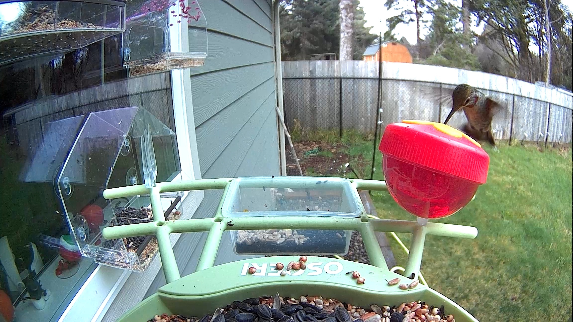 Hummingbird visited our smart bird feeder with camera. According to the app he has visited 10 times. #birds #birdfeeder #hummingbird 

#LTKGiftGuide #LTKHome #LTKU