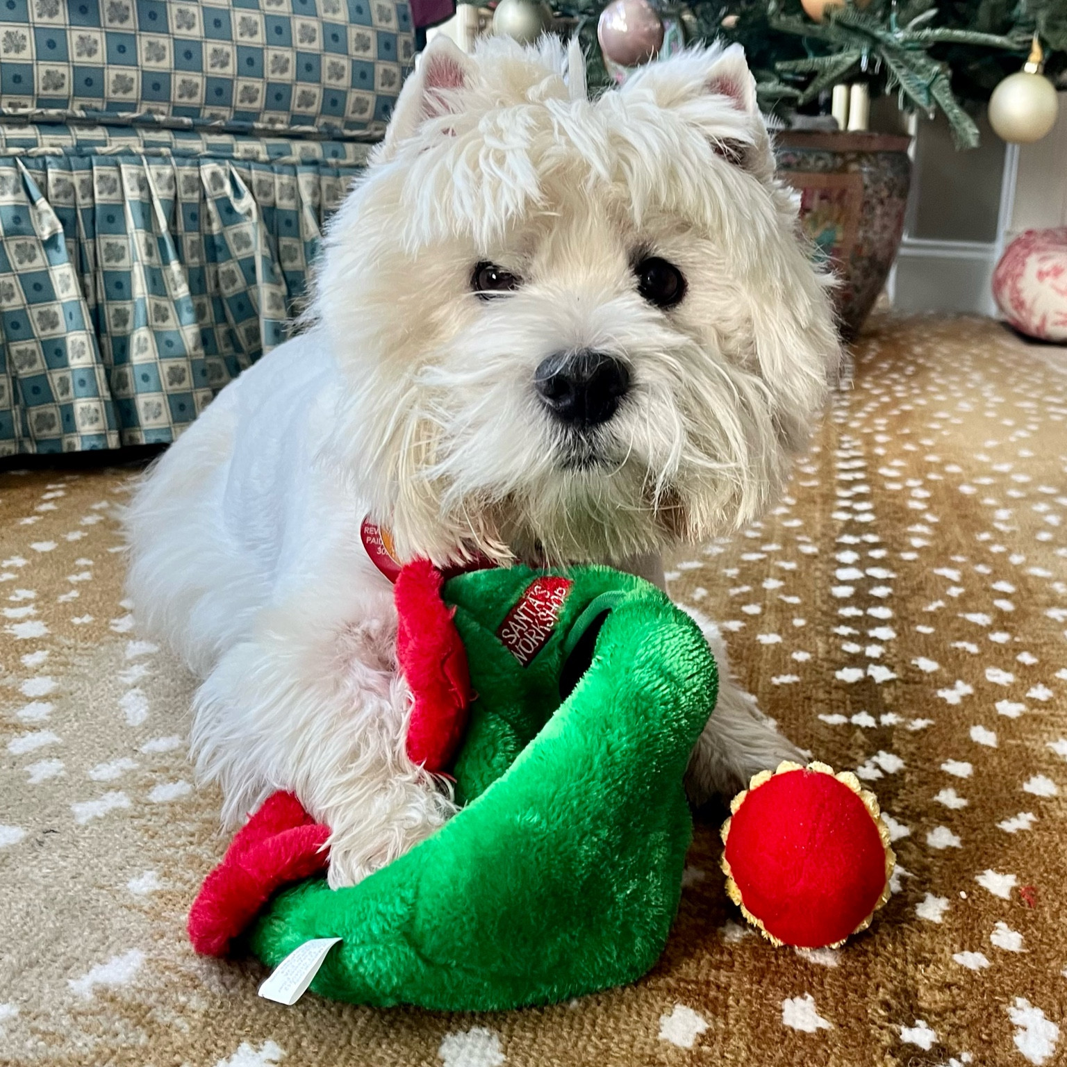 PSA from Wellie. He wants to be sure you haven’t forgotten some new toys for your dog under the tree this year! 🎄🎁🐾
Need a last minute dog gift? There’s still time.. but not much!

#LTKHoliday #LTKSeasonal #LTKGiftGuide