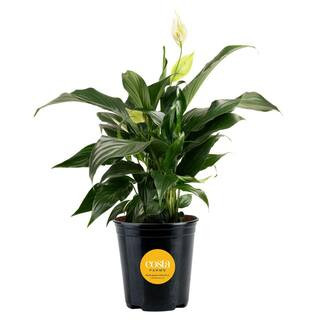Spathiphyllum Peace Lily Indoor Plant in 6 in. Grower Pot, Avg. Shipping Height 1-2 ft. Tall | The Home Depot