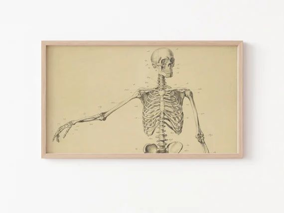 Frame TV Art File, Samsung Frame TV Art, Skeleton, Vintage Anatomical Drawing, Frame TV Halloween... | Etsy (US)