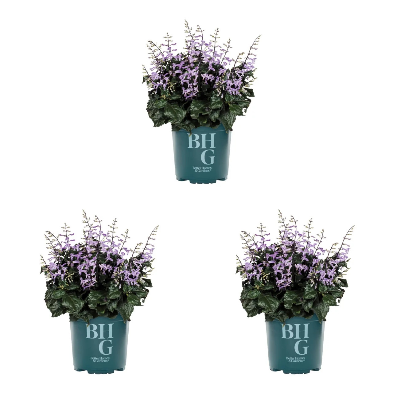Better Homes & Gardens Purple Plectranthus Live Annual Plant, 2QT Grower Pot, 3-Pack - Walmart.com | Walmart (US)