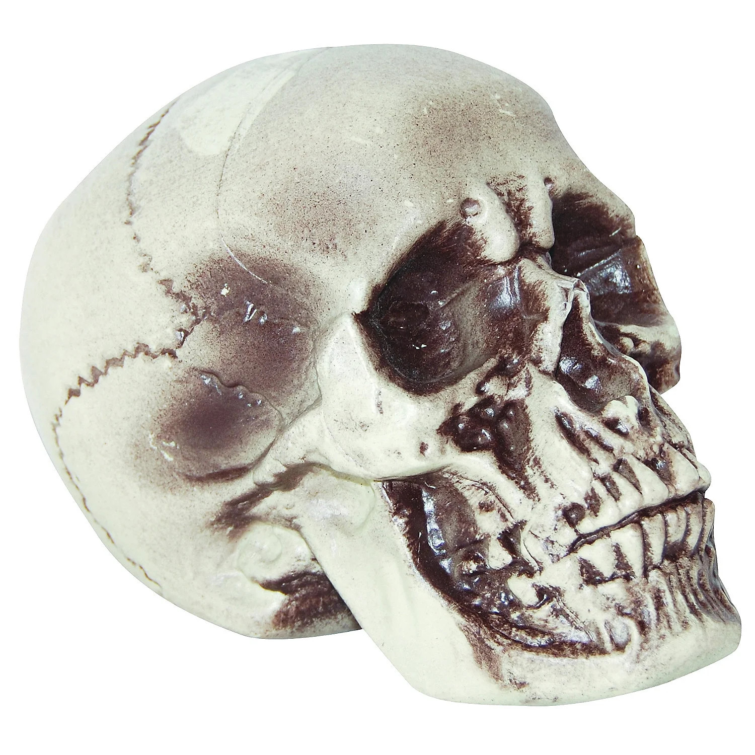 7" Realistic Skull Halloween Decoration - Walmart.com | Walmart (US)