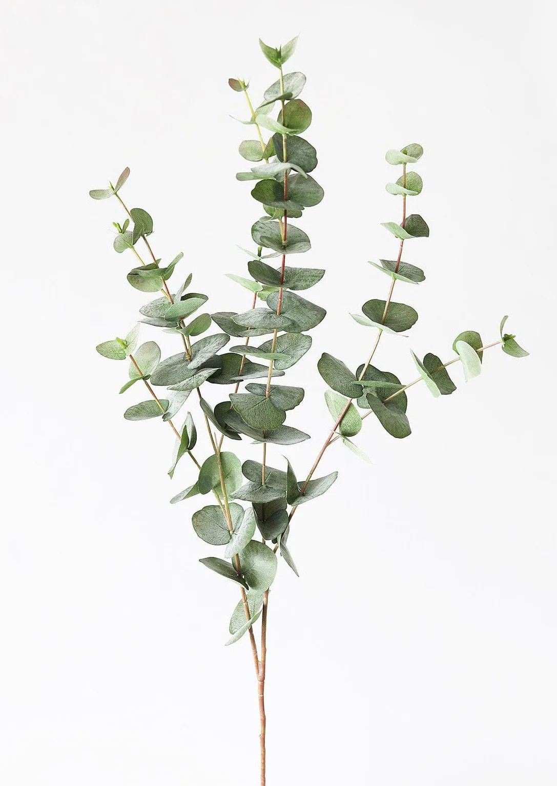 Green Spiral Eucalyptus Branch | Shop Artificial Leaf Stems | Afloral | Afloral