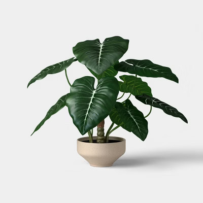 Trailing Alocasia Plant - Threshold™ | Target