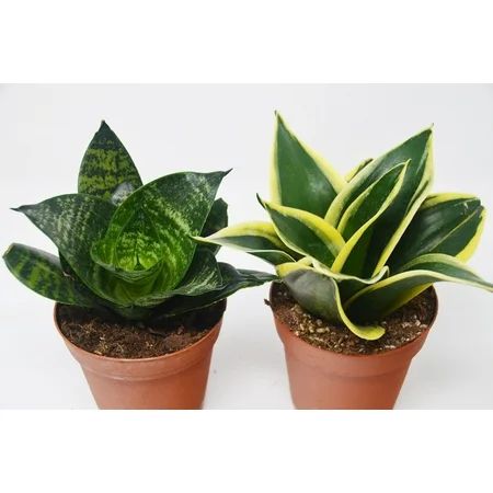 2 Snake Plant Variety (Sansevieria) / 4" Pot / Live Plant / Live Home and Garden Plants | Walmart (US)