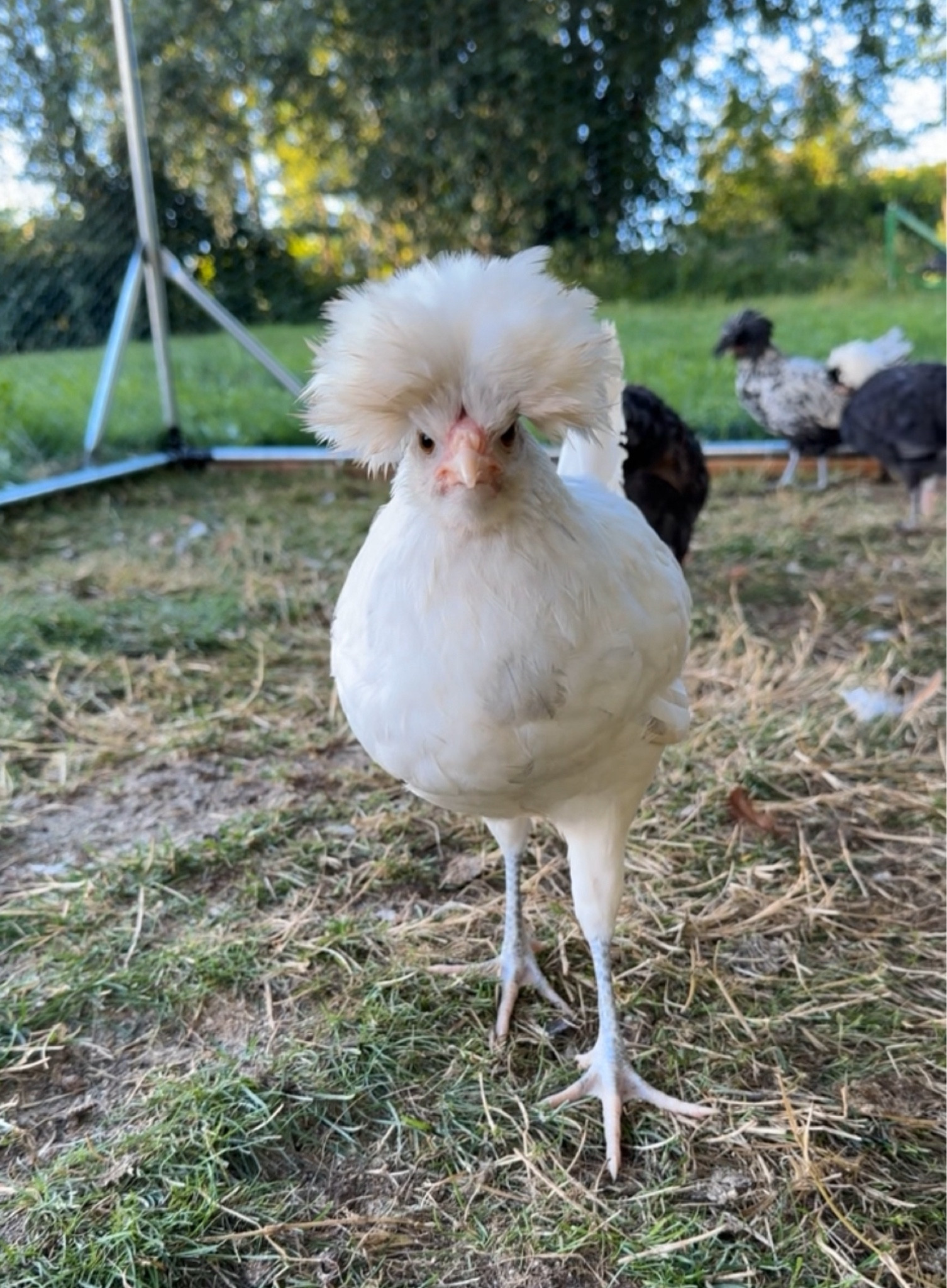 Per many of your requests here is the links 🔗for  some of the stuff ( food, medicine, cage…)we use for chicks🐥 and chickens 🐓 
Also you can find some stuff in any farmers store .

#LTKHome