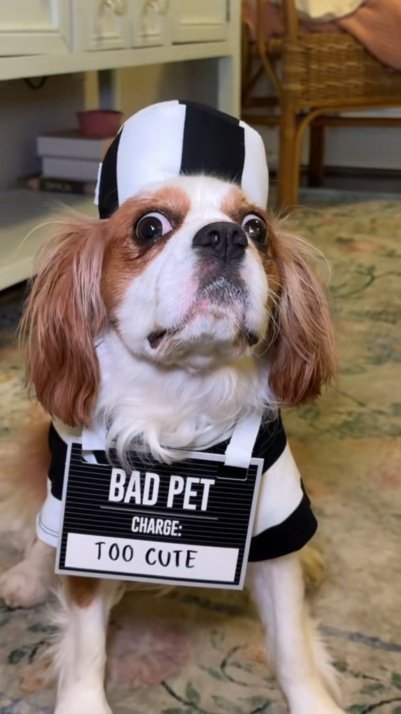 Ruby is not feeling her Halloween costume but we tried 😪 

#LTKHoliday #LTKPets #LTKHalloween