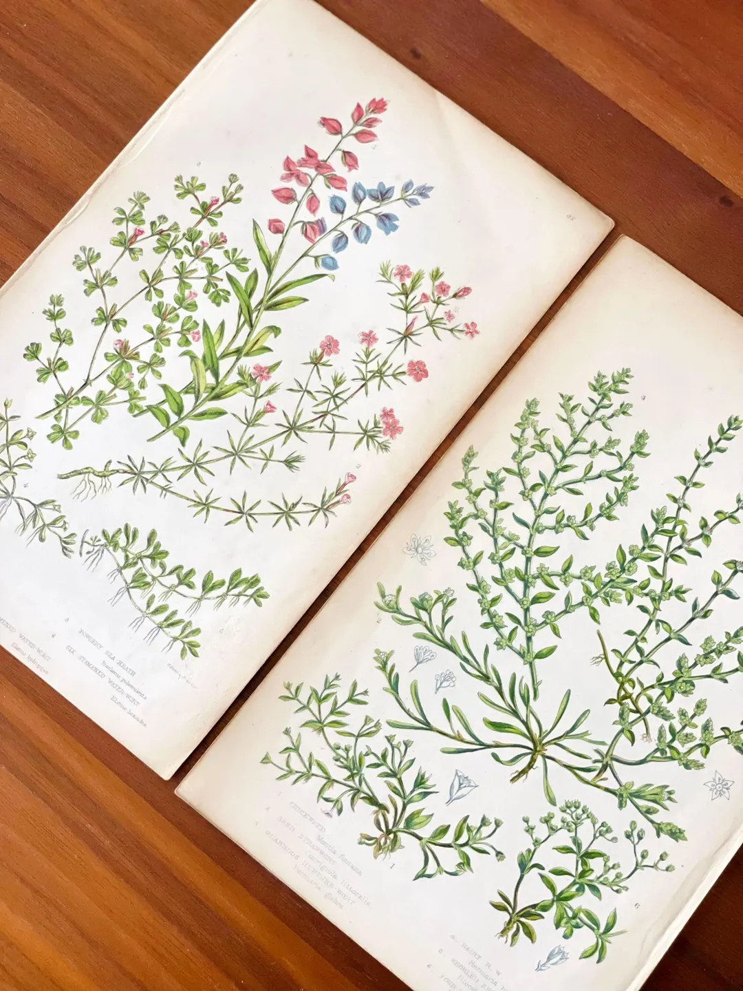 1905 Set of 2 Antique Flower Botanical Prints - Etsy | Etsy (US)