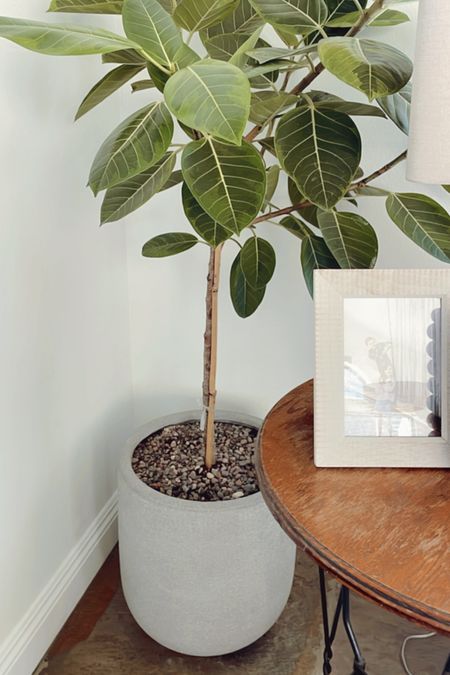 All weather indoor/outdoor planter planter in light gray concrete like material. 

Love this collection from Rejuventaion! Comes in 3 finish options a lots of sizes. 
 
#indoortree #indoorplant 


#LTKhome