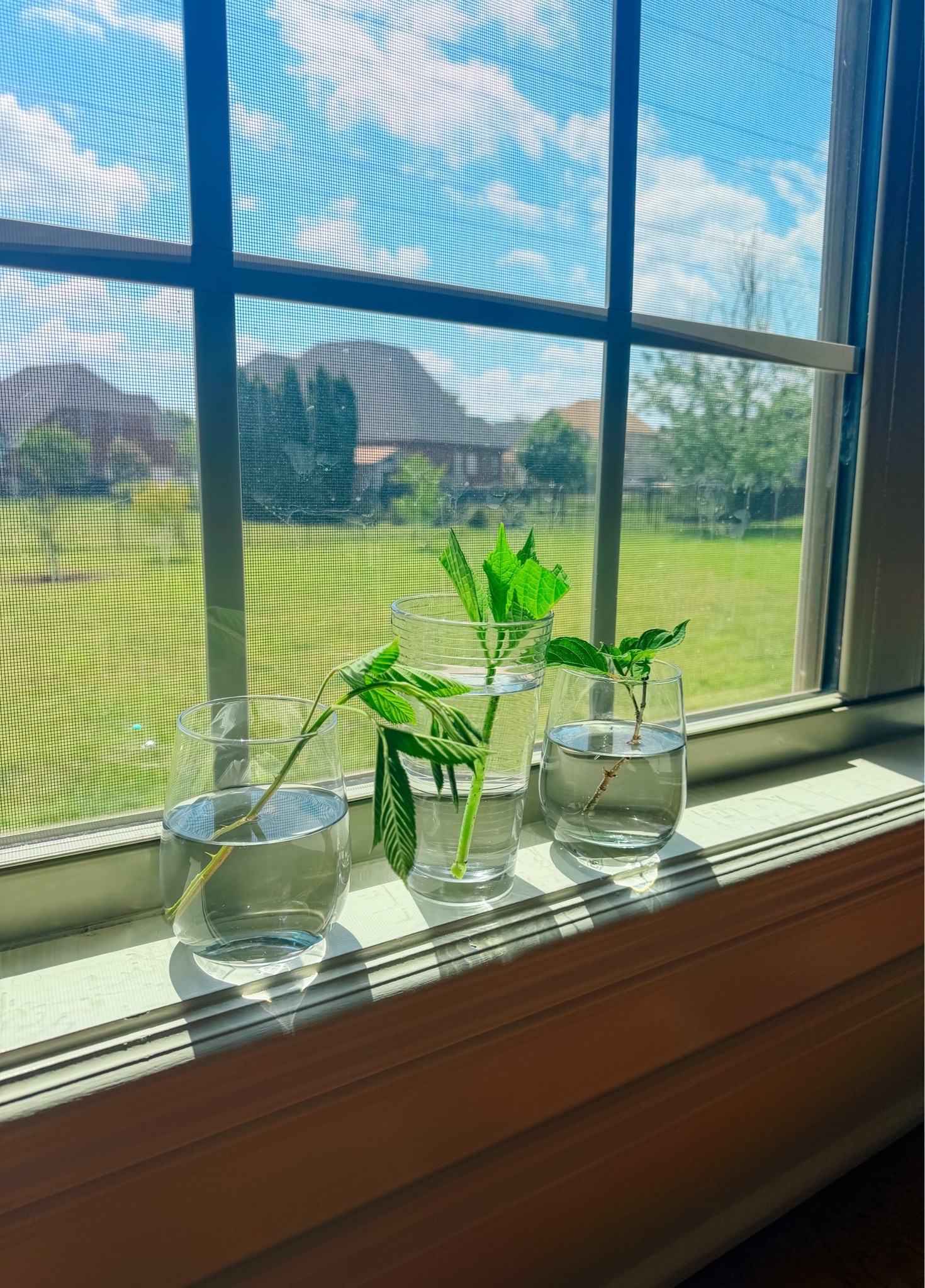 Trying my hand at hydrangea propagating this year! Our home has so many beautiful hydrangeas, I wanted to multiply them as best I could!! I’ll keep ya posted on their progress over the next few weeks!

#LTKHome